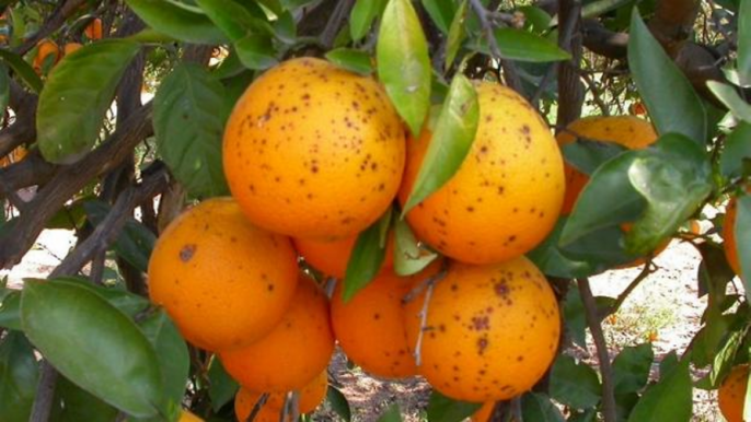 Mancha negra cítricos naranjas (Foto La Unió Llauradora)