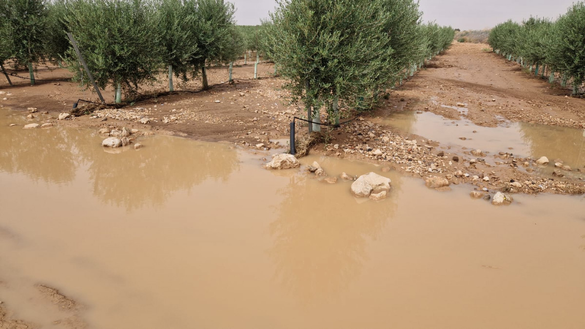 Inundación olivar Lillo (Foto Asaja Toledo FBRRSS)