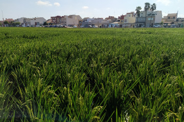 El palmar arrozal arroz (Foto AVA Asaja)