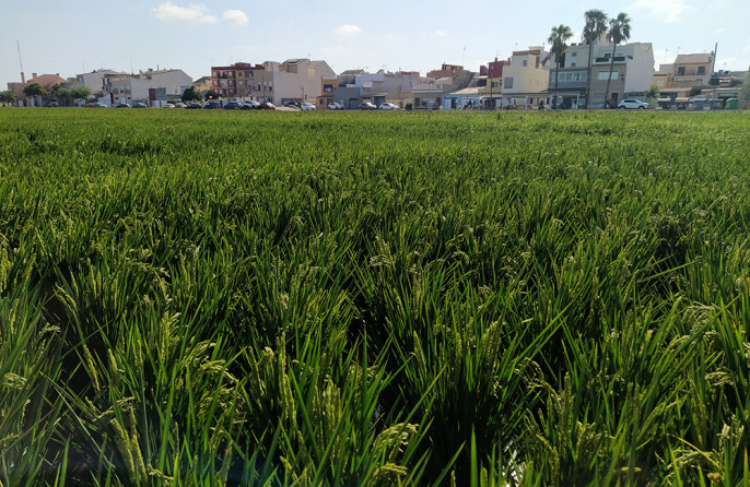 El palmar arrozal arroz (Foto AVA Asaja)