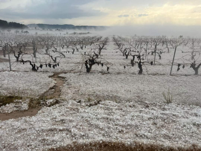Daños granizo viñedo Comunidad valenciana (Foto La Unió)