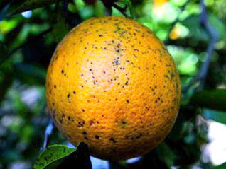NaranjaconmanchanegraFotoASAJA 1