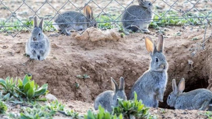 Conejos daños campo agricultura cultivos (Foto Unión de Uniones)