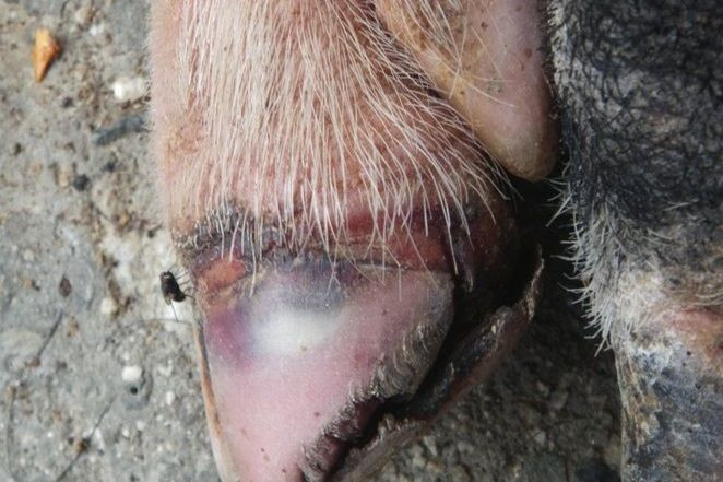Cerdo pezuñas caídas fiebre aftosa (Foto MAPA)