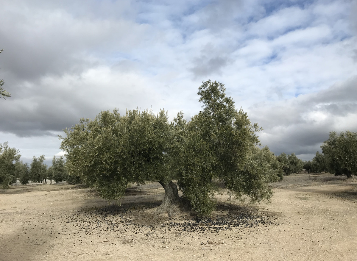 Olivo en olivar (Foto Universidad de Jau00e9n)