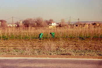 TrabajosenelcampoFotoIntef