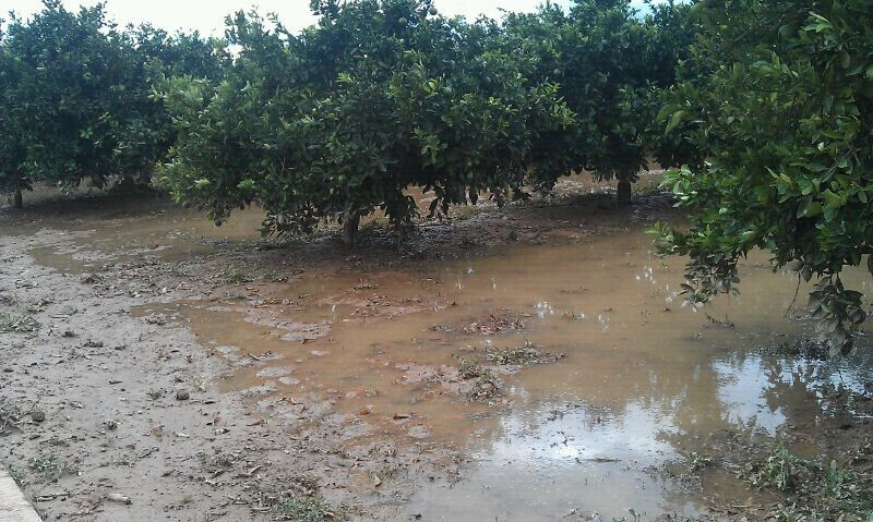 HuertolluviaFotonaranjasdeituriacom 1