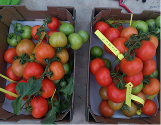 TomatesensayohongobolsasarenaestudioCebasFotoSymborg