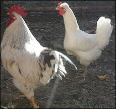 Gallinasmagrama 3