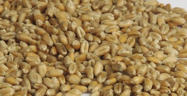 Trigoengrano