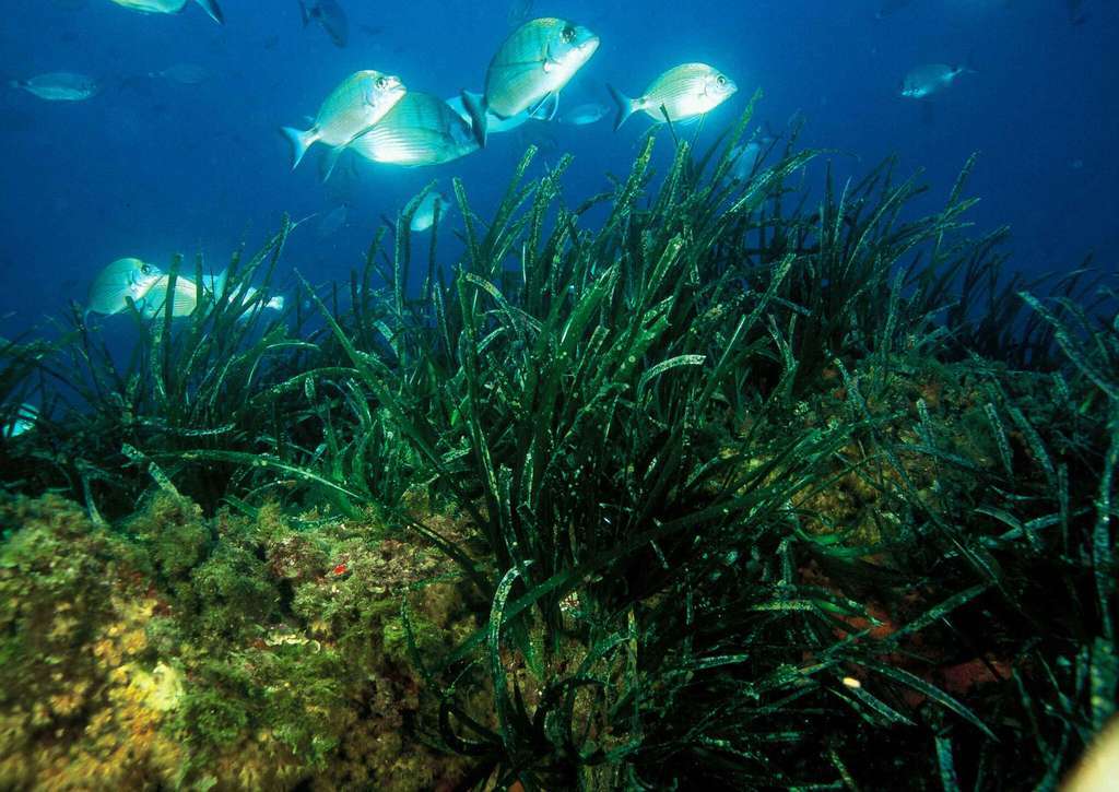PlantaposeidoniaocenicaFotoCARM