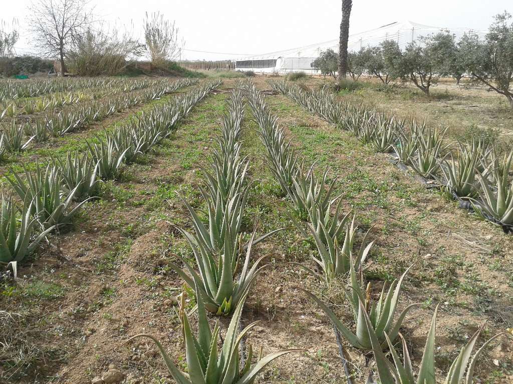 CultivoAloeVeraFotoCARM 1
