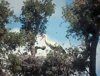 CigueaFotoMapama