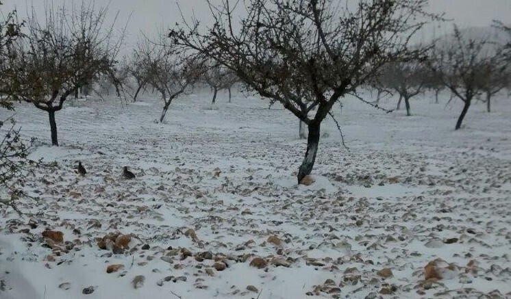 AlmendrosHeladaCampodeSanJuanMoratalla