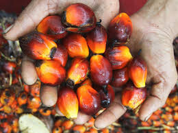 Aceitedepalma 1