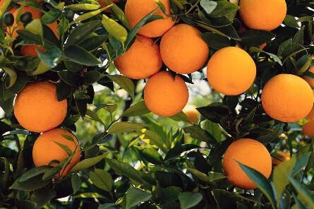 Naranjas43762yn 7
