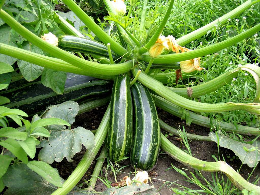 Calabacines