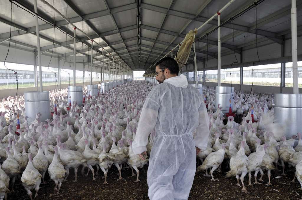 GranjapavosFotoProcaviSolucionesAgrcolas 1