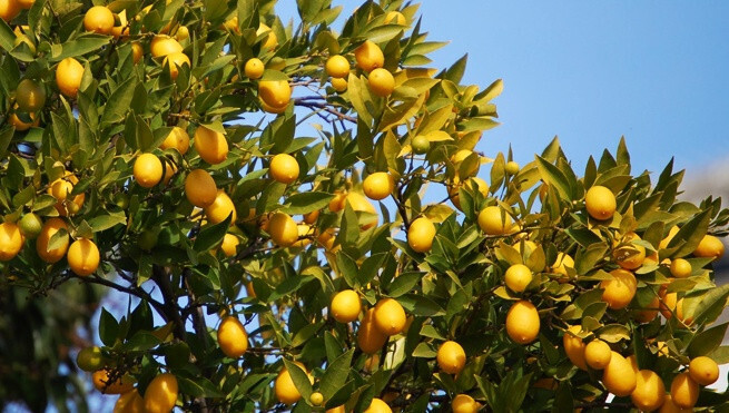 LimoneroFotoUPCT 3