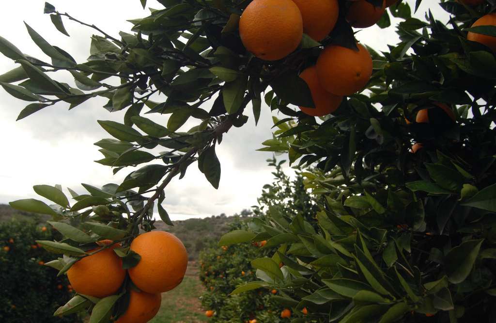 NaranjoFotoGeneralitatvalenciana