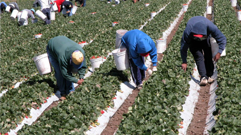 Trabajadores campoFotoCCOO 2