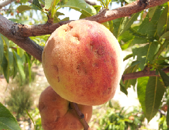 PedricoMelocotnFotoAsaja