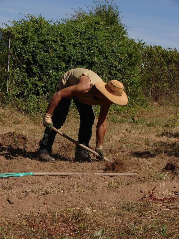 AgricultorcavandoFotoAytoAlguazas