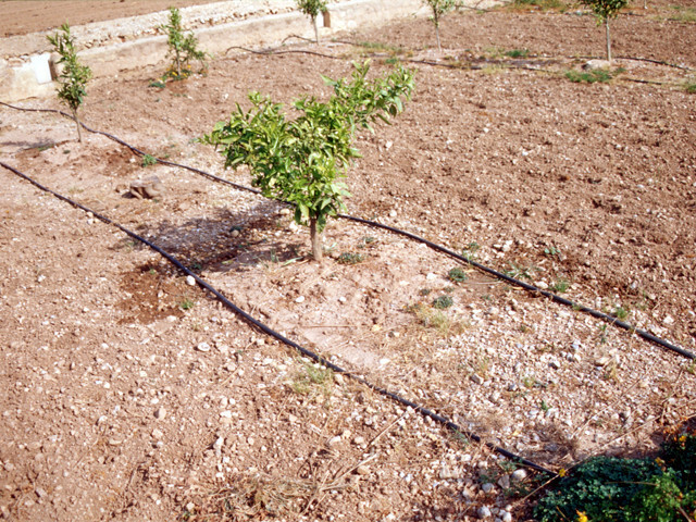 RegadoGoteroAlicanteFotoGeneralitatValenciana 1