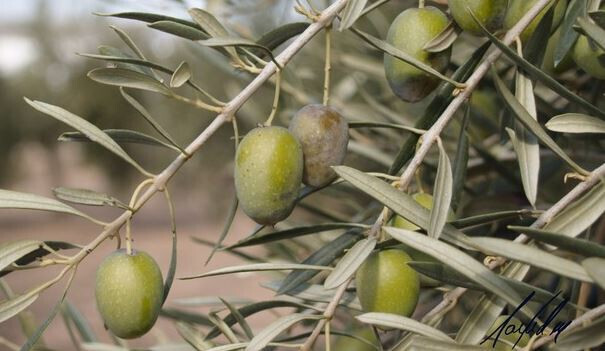 Aceitunagordalandaluza 4