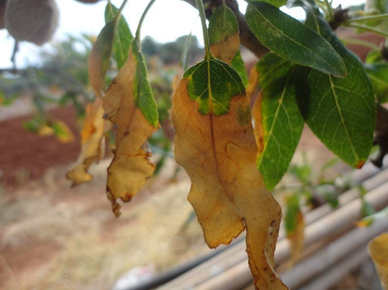 XylellaenalmendroFotoAsovav