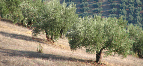 OlivoMontanaFotoJuntadeAndaluca
