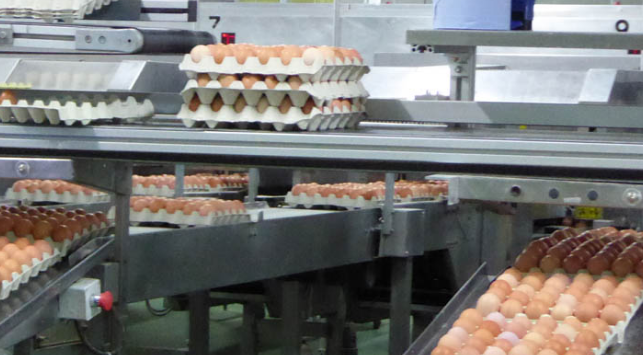 HuevosfbricaFotoAseprhuweb