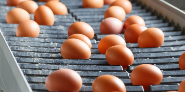 Fábrica de huevos (Foto Asprhuweb)