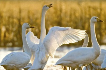 Cisnes