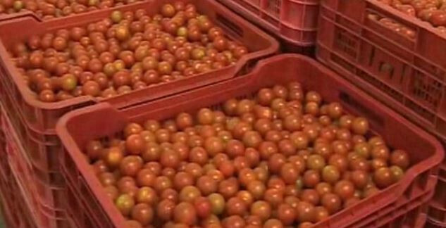 TomatesencajasFotoMagrama 3