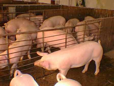 Granjaporcina.ColegioVeterinariosMurcia 11