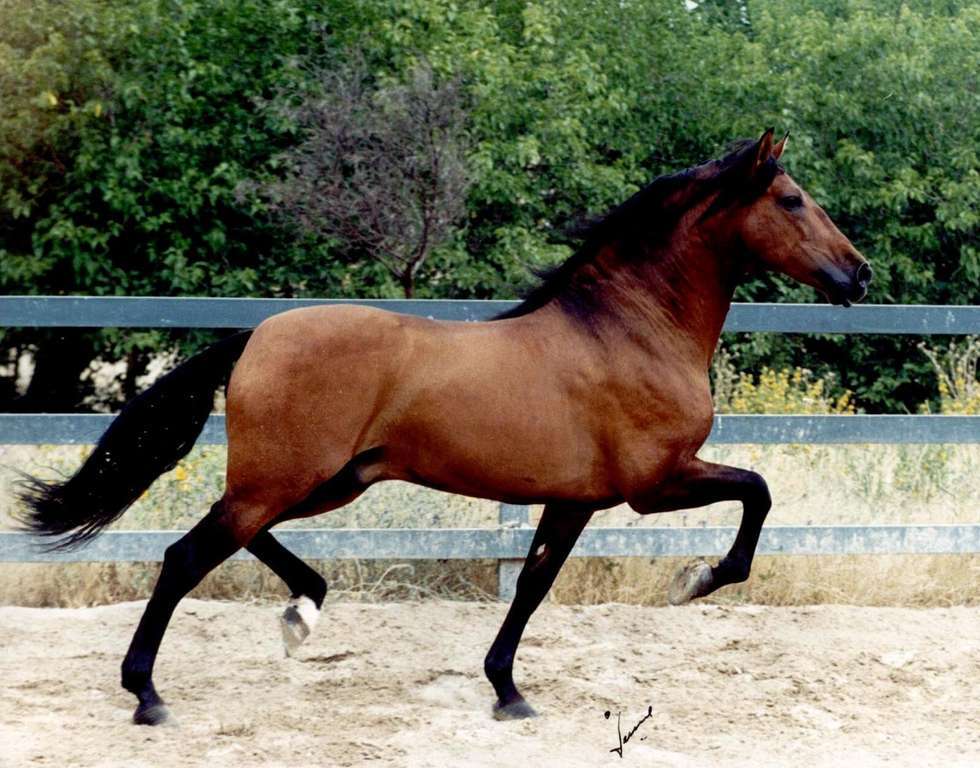CaballoFotoMapama 1