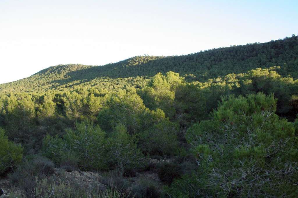 Sierra Escalona bosqueFotoGeneralitatvalenciana