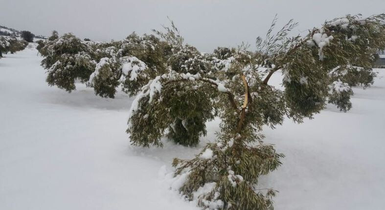 NieveCultivosComunidadValencianaFotoLaUni 2