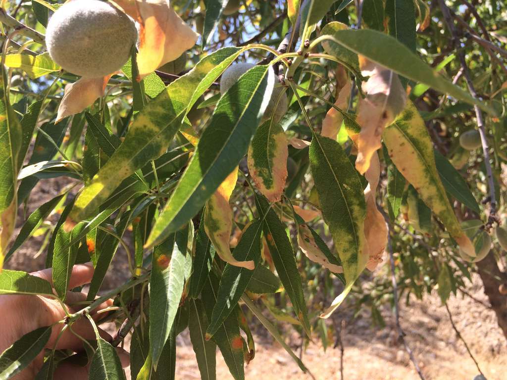 Xylella Fastidiosa FotosparcelaAlicantealmendrosFotoGeneralitatvalenciana