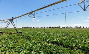 Remolacha riego aspersinFotoJuntaAndaluca