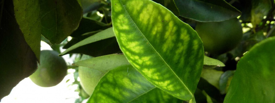 HojasdectricosenFloridaafectadasporbacteriaHLBGreeningFotoIVIAGeneralidadValenciana