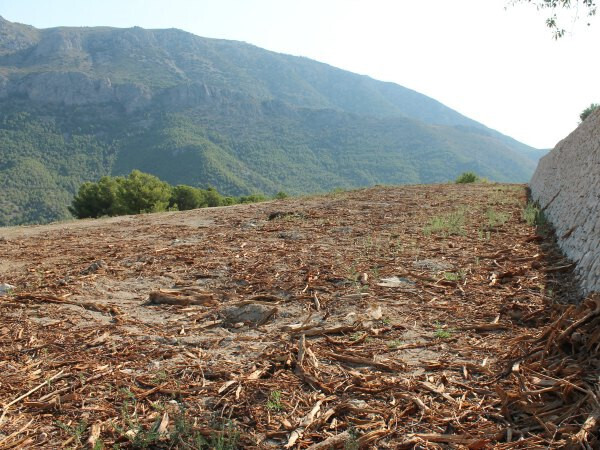 XylellaguadalestFotoAsajaAlicante 1
