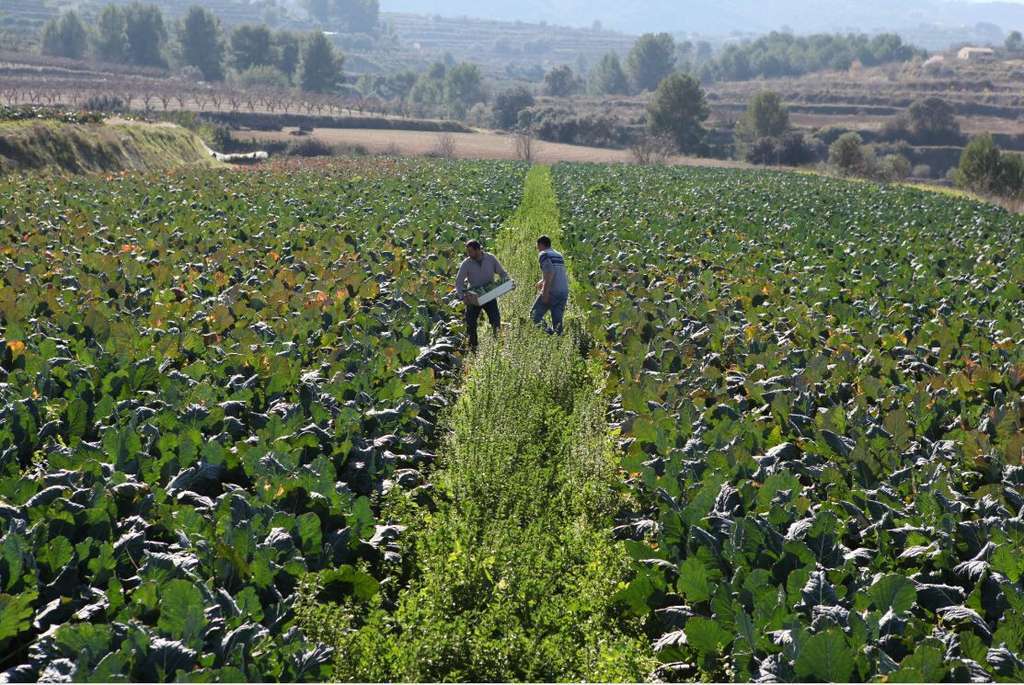 AgriculturaEcologicaOKFotoGeneralitatvalenciana