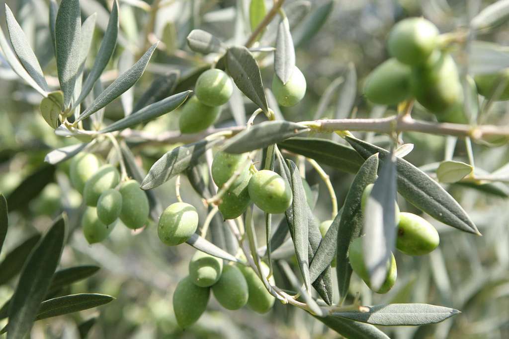 OlivoFotoGeneralitatValenciana 2