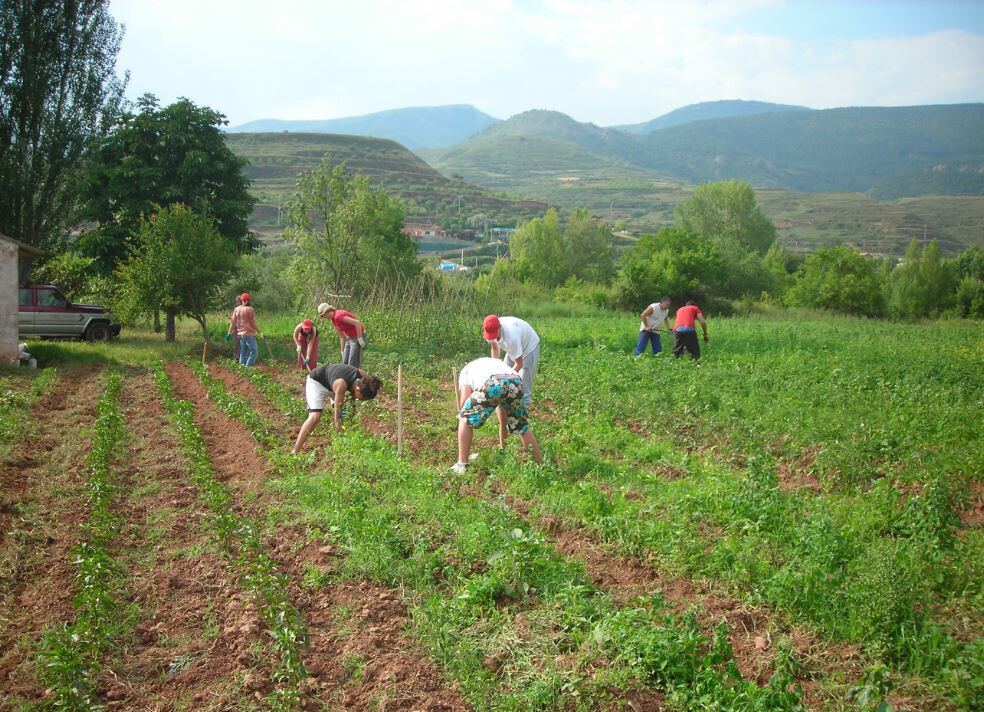 Cultivo Integración Cooperativa OK (Foto Mapama)
