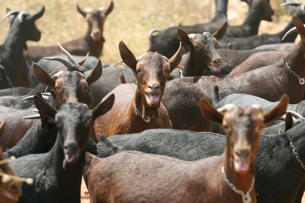 Explotaciones ganaderas (Foto Generalitat valenciana)