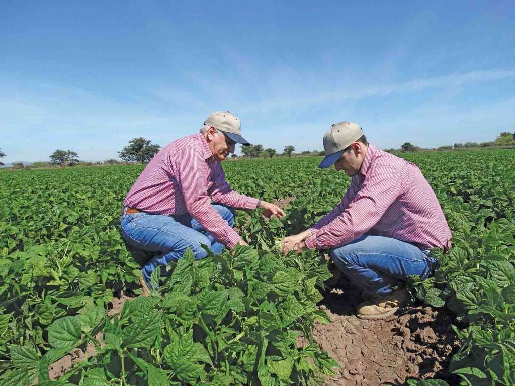 Ingeniero agroalimentario (COIARM)