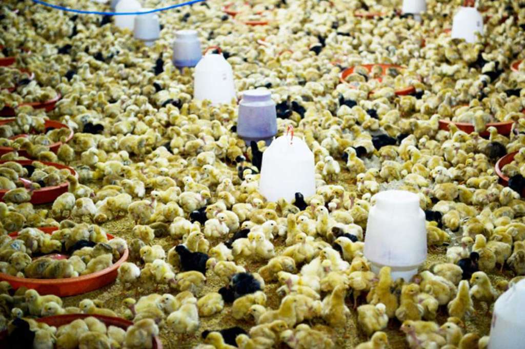 Granja de Pollos (Foto ElTelegrafoWeb)