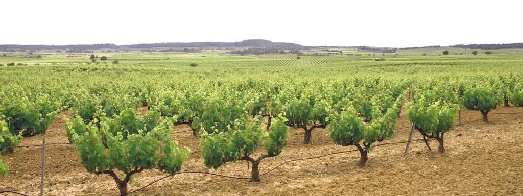 Bodega Cava Requena (Foto AmigosdellCavaValenciano)